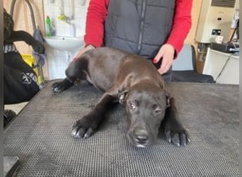 Lemi, sucht liebevolle Familie