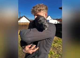 Lola, verspielt und voller Energie