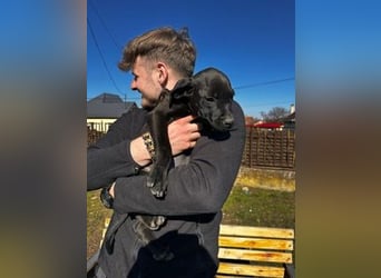 Lipot, einer von vielen Geschwisterchen