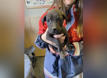 Lola, verspielt und voller Energie