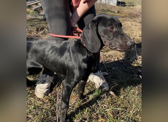 Borsod, Energiebündel sucht aktive Mensch