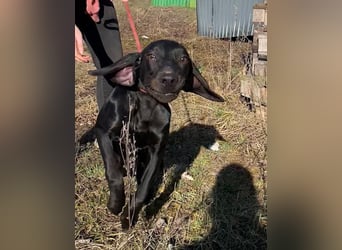 Borsod, Energiebündel sucht aktive Mensch