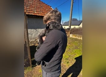 Lucas freut sich auf ein schönes Plätzchen