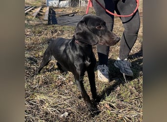 Borsod, Energiebündel sucht aktive Mensch