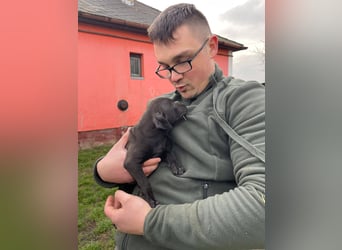 Lola, verspielt und voller Energie