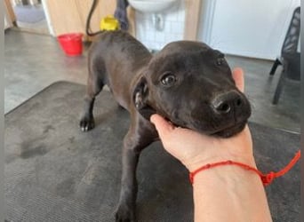 Lipot, einer von vielen Geschwisterchen