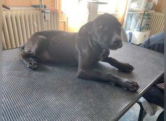 Louis, kleiner Welpe sucht…..