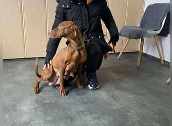 Lia, liebevolle Vizsla Mama sucht Traumzuhause