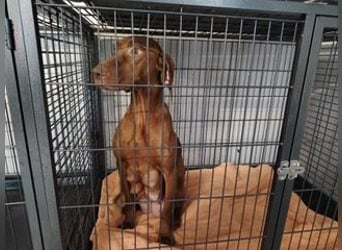 Lia, liebevolle Vizsla Mama sucht Traumzuhause
