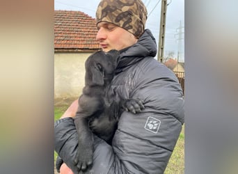 Lilom, süße Maus möchte das Hunde 1x1 lernen