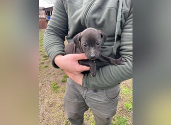 Lola, verspielt und voller Energie