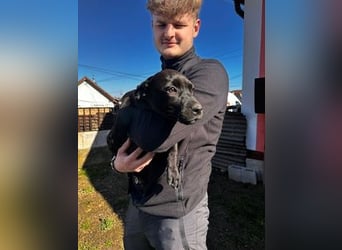 Lilom, süße Maus möchte das Hunde 1x1 lernen