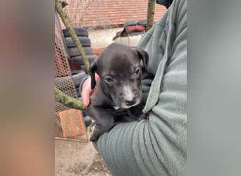 Lucas freut sich auf ein schönes Plätzchen