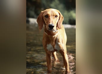 Jagdhund-Mix Raquel sucht ihr Zuhause oder eine erfahrene Pflegestelle