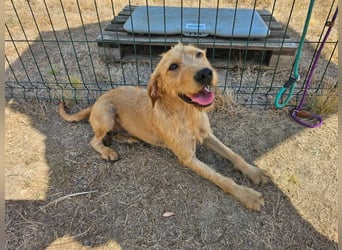 Hamitoo, geboren 20.12.2025, 45cm sucht seine Chance