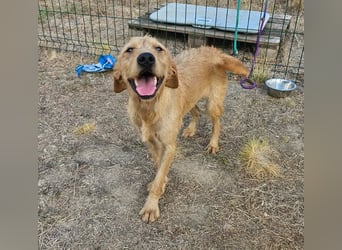 Hamitoo, geboren 20.12.2025, 45cm sucht seine Chance