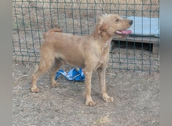 Hamitoo, geboren 20.12.2025, 45cm sucht seine Chance