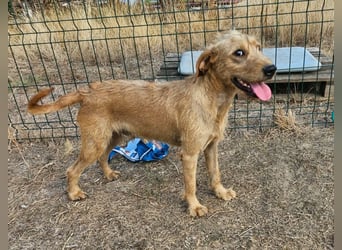 Hamitoo, geboren 20.12.2025, 45cm sucht seine Chance