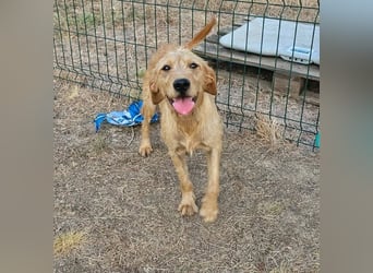 Hamitoo, geboren 20.12.2025, 45cm sucht seine Chance