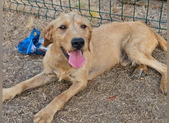Hamitoo, geboren 20.12.2025, 45cm sucht seine Chance