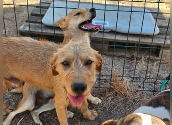 Hamitoo, geboren 20.12.2025, 45cm sucht seine Chance