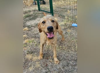 Hamitoo, geboren 20.12.2025, 45cm sucht seine Chance