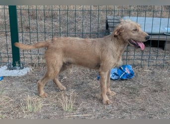 Hamitoo, geboren 20.12.2025, 45cm sucht seine Chance