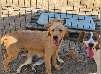 Hamitoo, geboren 20.12.2025, 45cm sucht seine Chance