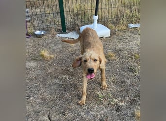 Hamitoo, geboren 20.12.2025, 45cm sucht seine Chance
