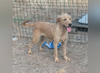 Hamitoo, geboren 20.12.2025, 45cm sucht seine Chance
