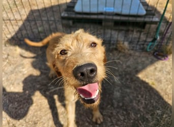 Hamitoo, geboren 20.12.2025, 45cm sucht seine Chance