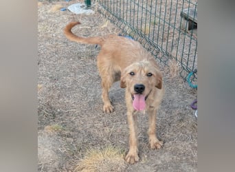 Hamitoo, geboren 20.12.2025, 45cm sucht seine Chance