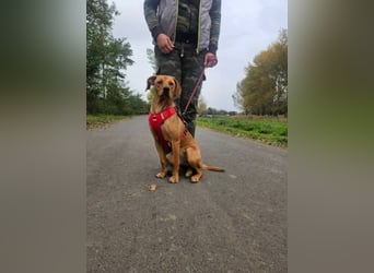 Mirtill, geboren 04.2025, 45cm sucht ihre Menschen