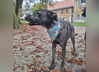 Finn  ein Gewinner, der verloren hat