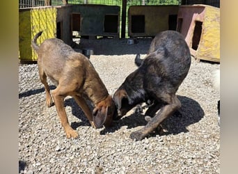 Freya eine gutmütige zarte Seele