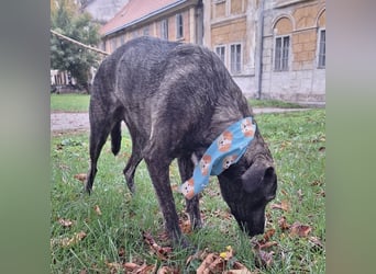 Finn  ein Gewinner, der verloren hat