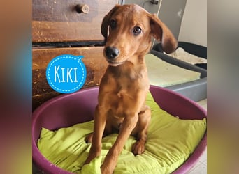 Kiki ein besonderer Engel