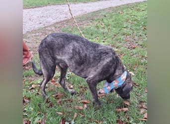 Finn  ein Gewinner, der verloren hat