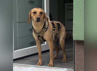 Raya eine ängstliche sanfte Seele