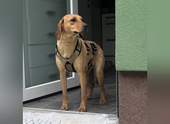 Raya eine ängstliche sanfte Seele