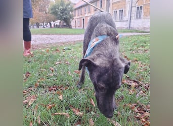 Finn  ein Gewinner, der verloren hat
