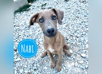 Nabi ein sensiebler zarter Bub