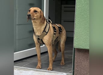Raya eine ängstliche sanfte Seele