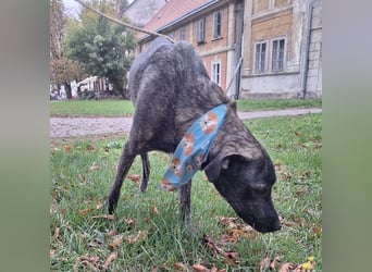 Finn  ein Gewinner, der verloren hat