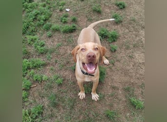 Mirkó – junger Viszla-Mix sucht aktives Für-Immer-Zuhause