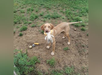 Mirkó – junger Viszla-Mix sucht aktives Für-Immer-Zuhause