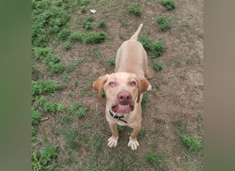 Mirkó – junger Viszla-Mix sucht aktives Für-Immer-Zuhause