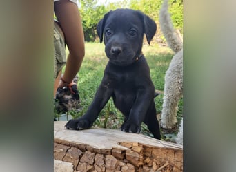 Muzsla Welpen ( FCI A. Magyar Vizsla x Mudi )