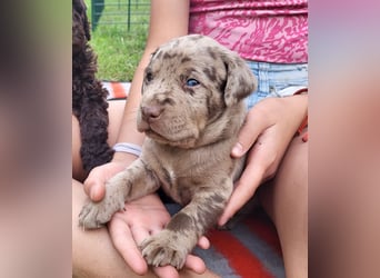Muzsla Welpen ( FCI A. Magyar Vizsla x Mudi )