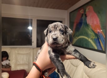 Muzsla Welpen ( FCI A. Magyar Vizsla x Mudi )